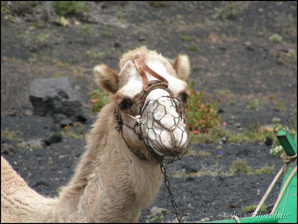 LaPalma037.jpg