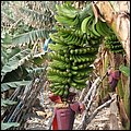 LaPalma015.jpg