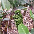 LaPalma018.jpg