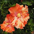 LaPalma025.jpg