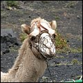 LaPalma037.jpg