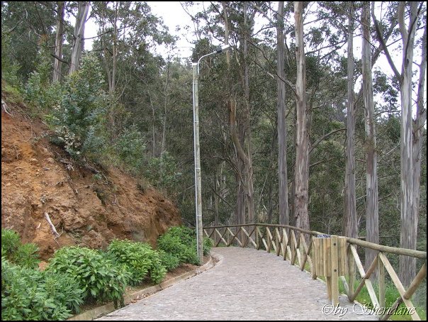 Madeira008.jpg