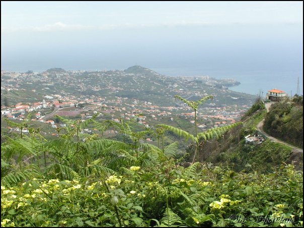 Madeira012.jpg