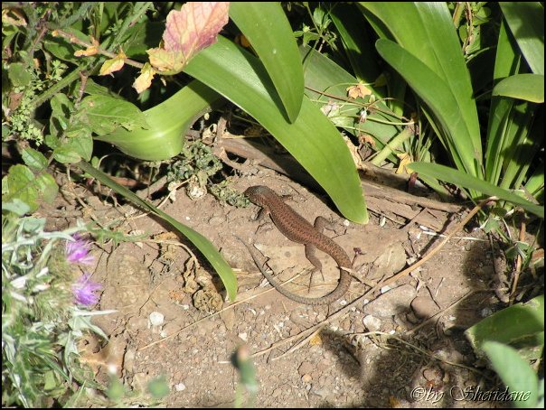 Madeira016.jpg