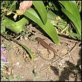 Madeira016.jpg