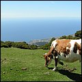 Madeira049.jpg