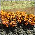Madeira053.jpg