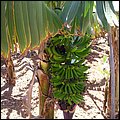 Madeira054.jpg