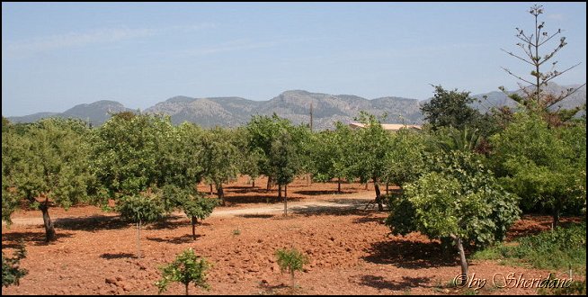 Mallorca0104.jpg