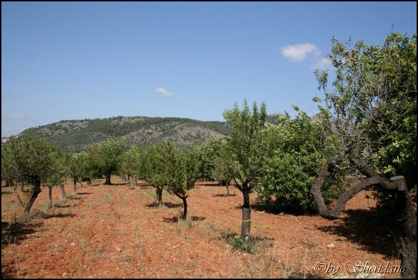 Mallorca0105.jpg