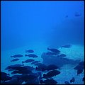 Mallorca0099.jpg