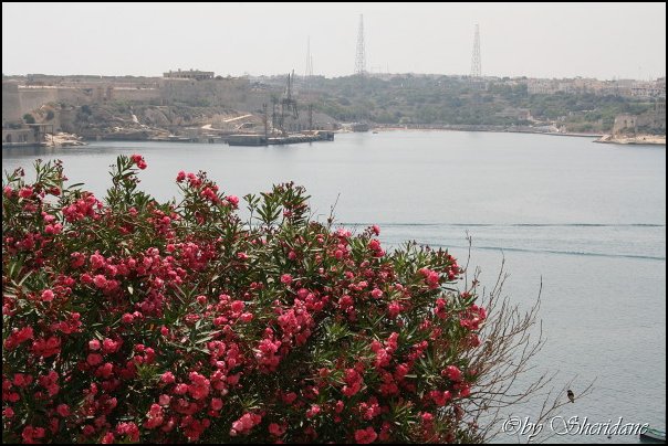 Valletta082.jpg