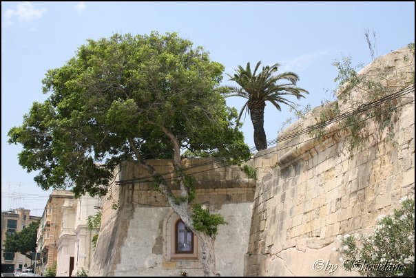 Valletta116.jpg
