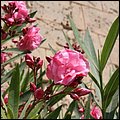 Valletta077.jpg