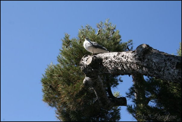 Monaco018.jpg