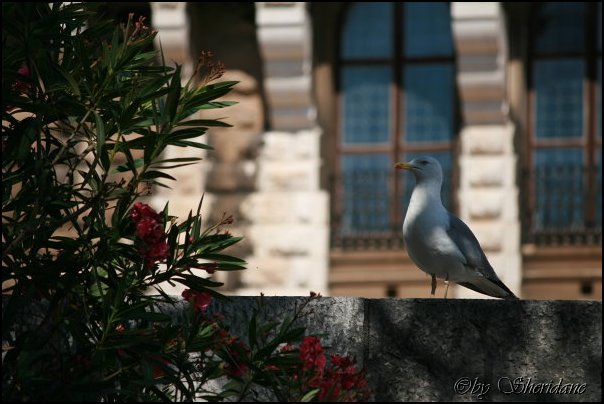 Monaco045.jpg