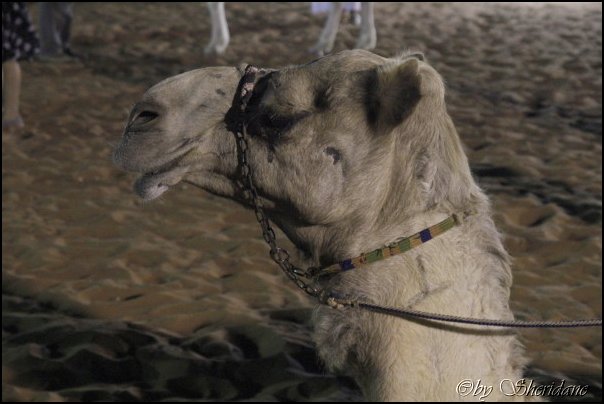 Emirate049.jpg