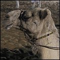 Emirate049.jpg