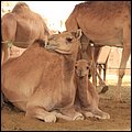 Emirate137.jpg