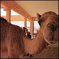 Emirate141.jpg