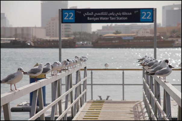Emirate183.jpg