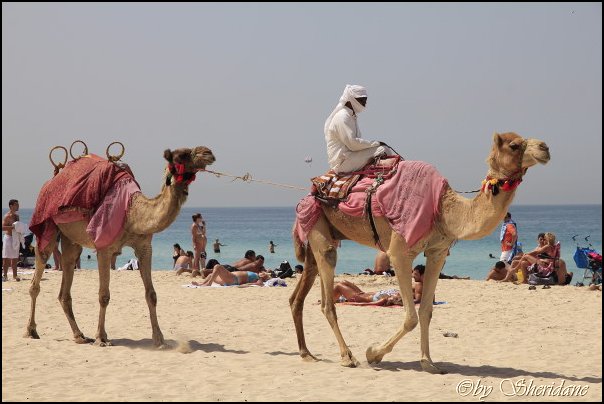 Emirate208.jpg