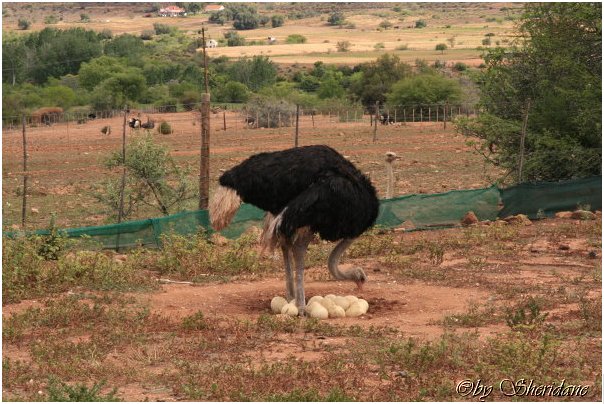Suedafrika161.jpg
