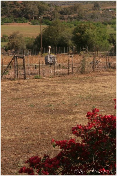 Suedafrika166.jpg