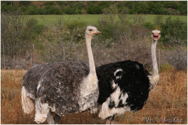 Suedafrika172.jpg