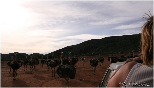 Suedafrika174.jpg