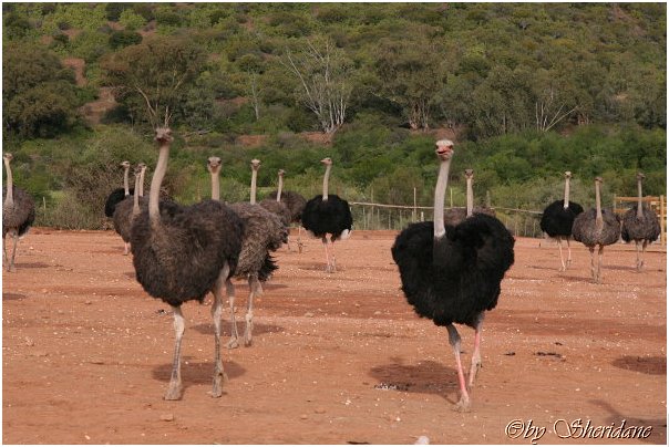 Suedafrika175.jpg