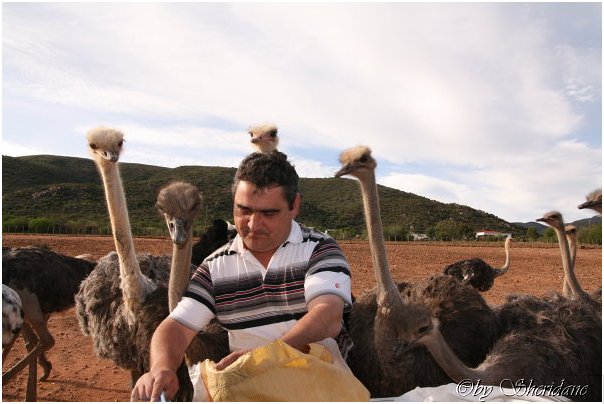 Suedafrika178.jpg
