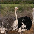 Suedafrika172.jpg