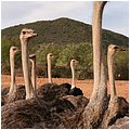 Suedafrika181.jpg