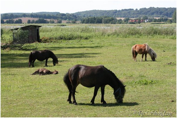 Ruegen028.jpg