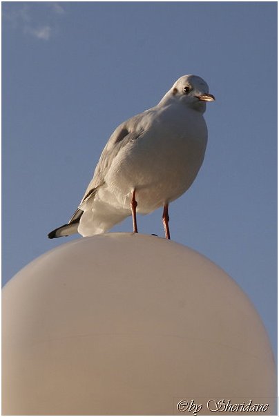 Ruegen044.jpg