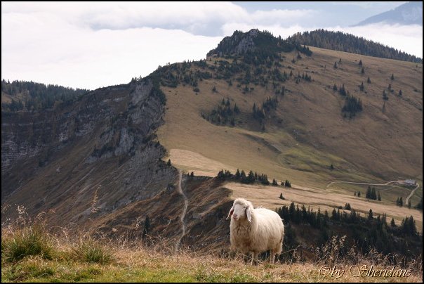 Sonntagshorn029.jpg