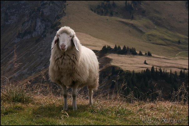 Sonntagshorn031.jpg