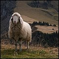 Sonntagshorn031.jpg