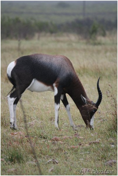 Suedafrika118.jpg