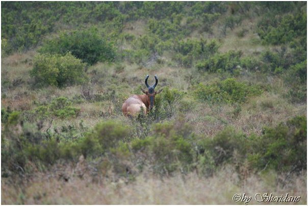 Suedafrika120.jpg