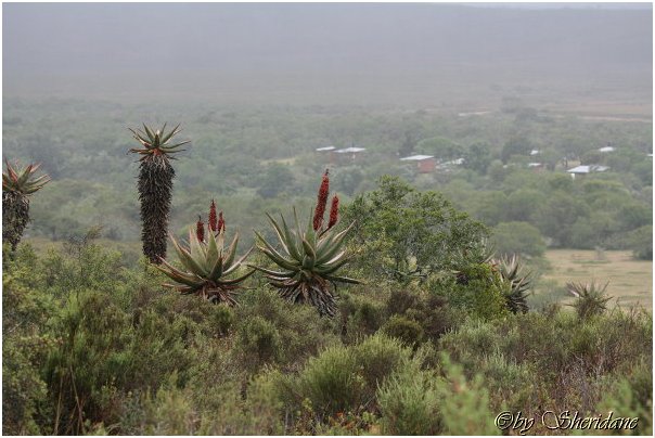 Suedafrika122.jpg