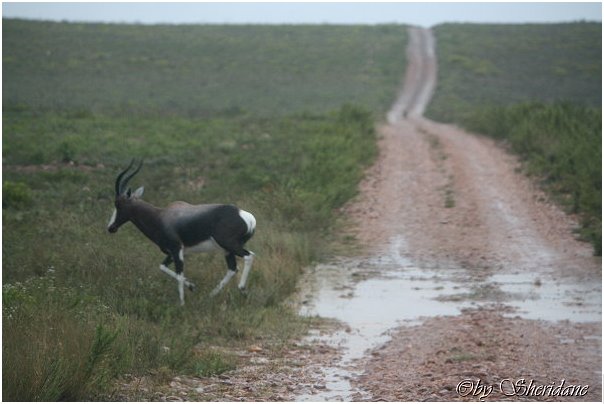 Suedafrika127.jpg