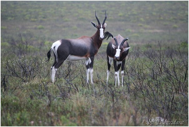 Suedafrika129.jpg