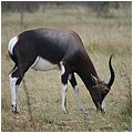 Suedafrika118.jpg