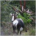 Suedafrika119.jpg