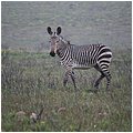 Suedafrika126.jpg