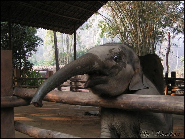 Thailand257.jpg