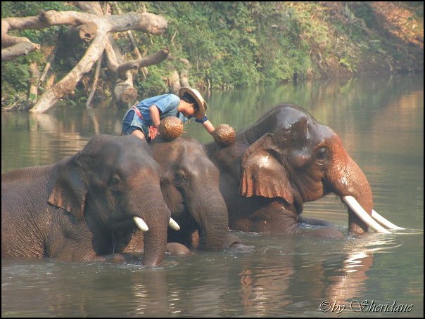 Thailand274.jpg