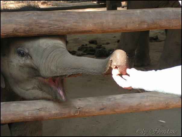 Thailand283.jpg
